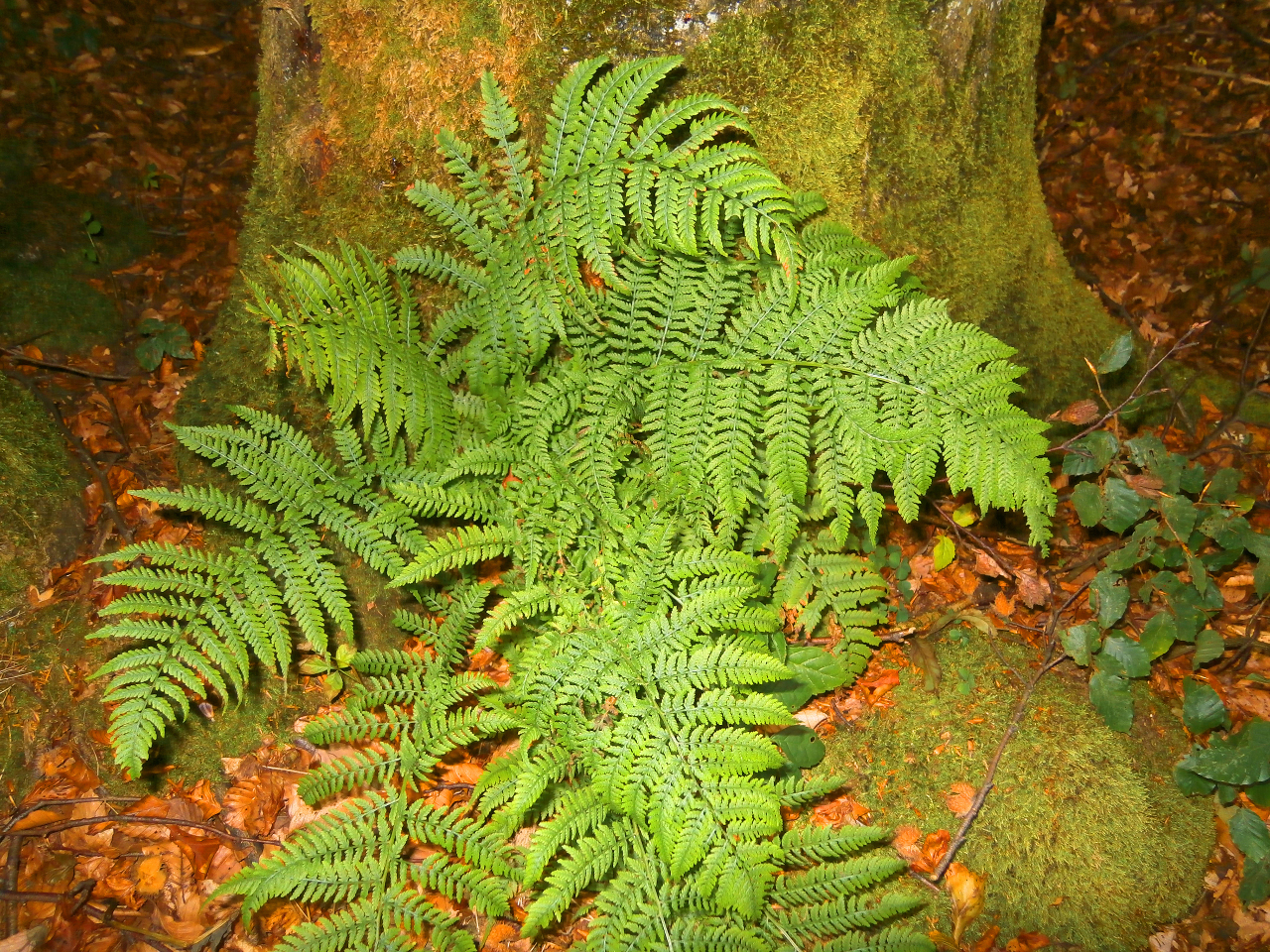 kraeuterfee farn am Baum mehr gruen