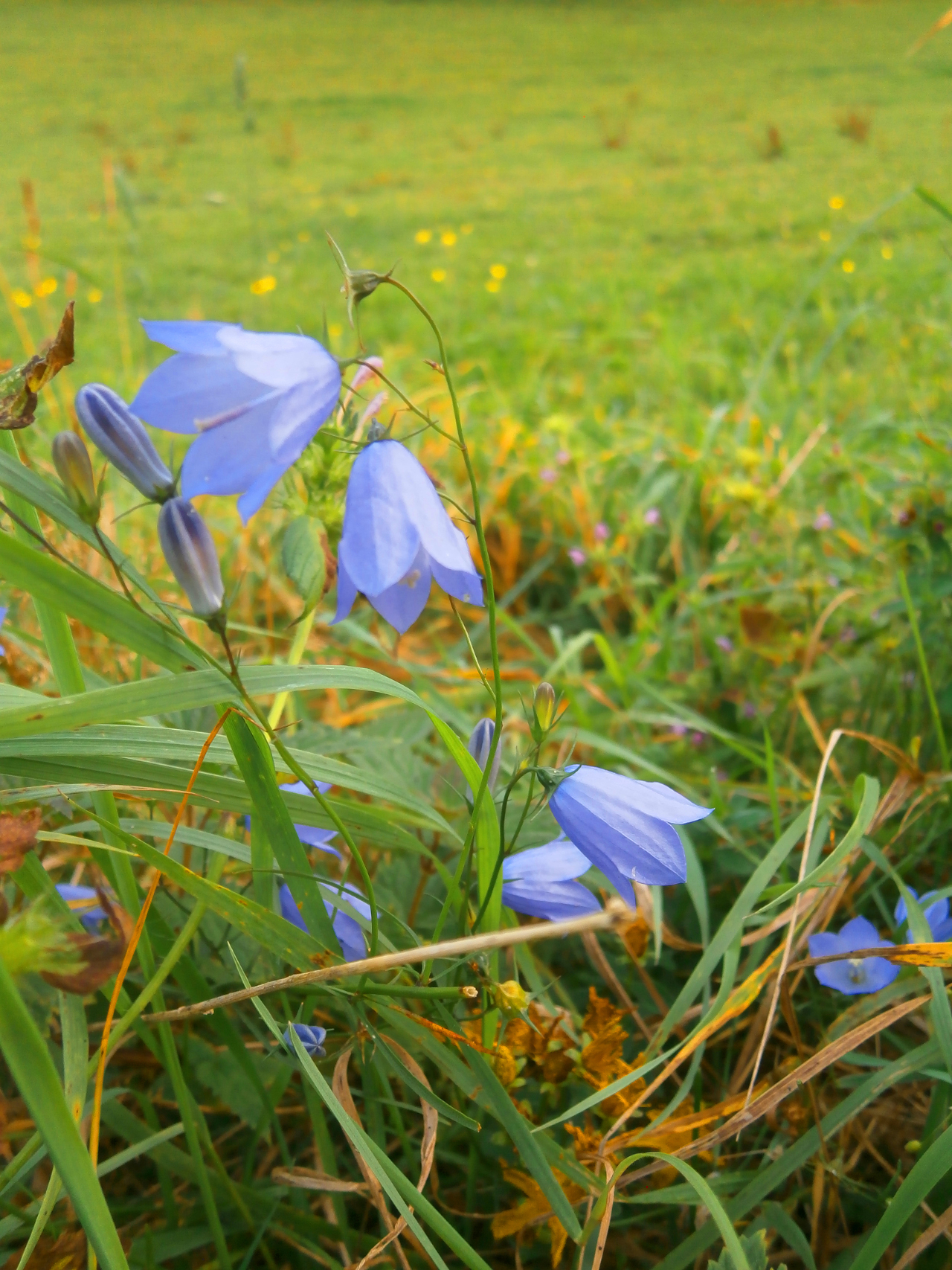 kraeuterfee glockenblume 2 mehr gruen