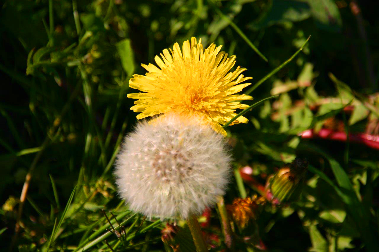 kraeuterfee loewenzahn mit pusteblume hell 2